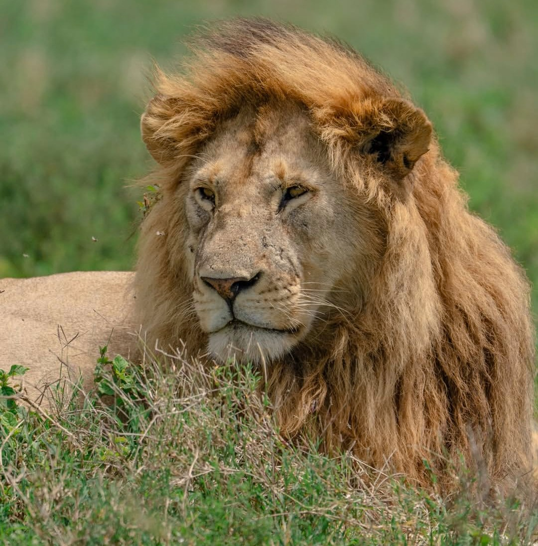 Guided day tours Arusha Tanzania operators