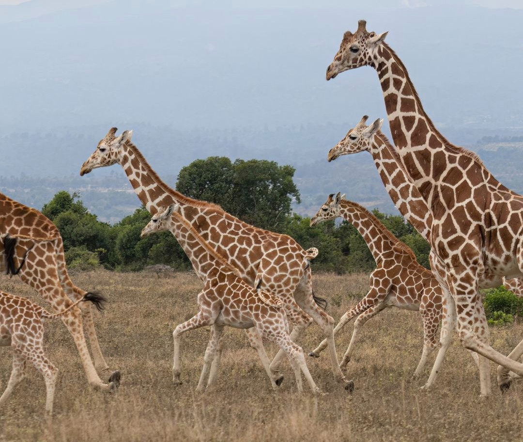 Full day Arusha National Park visit activities