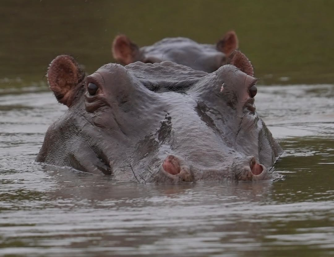 Wildlife and nature experiences near Arusha