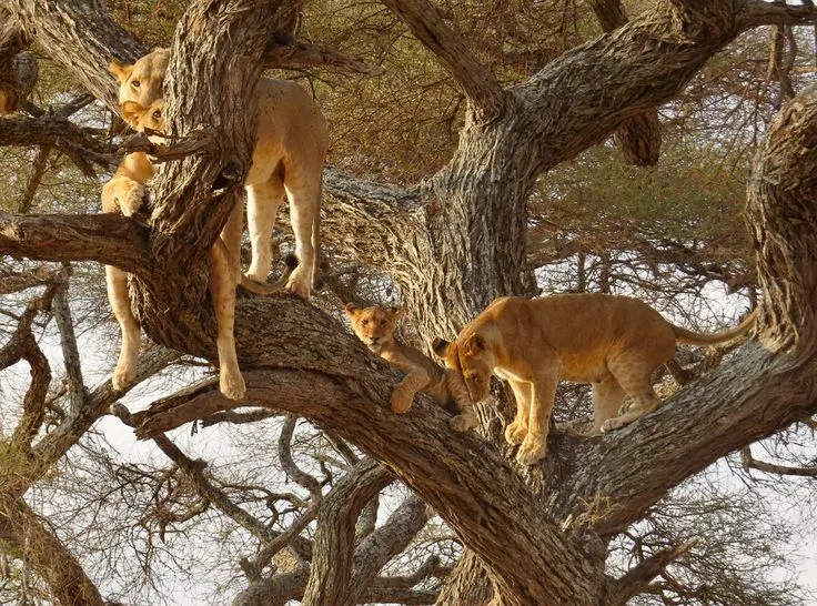 Lake Manyara Day Trip