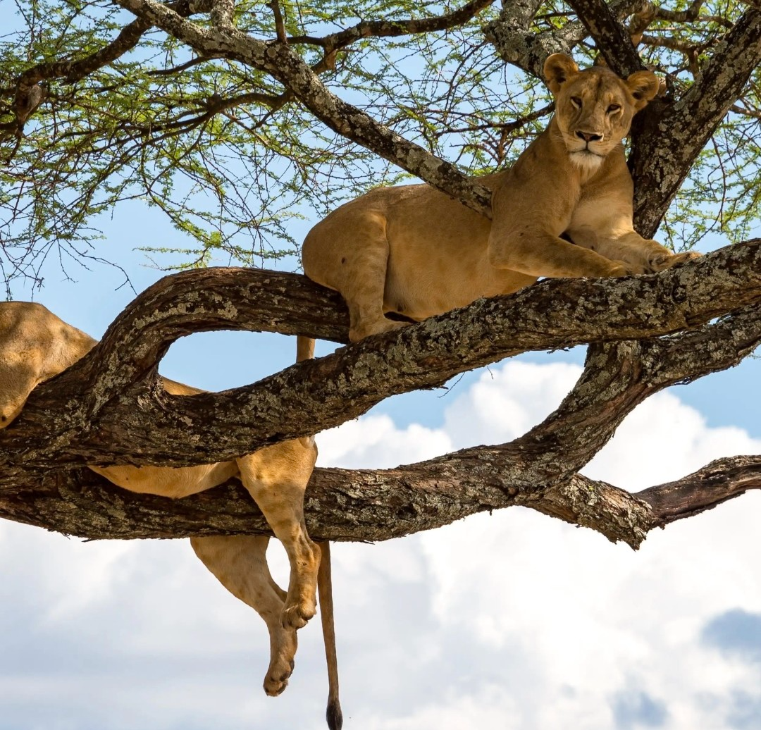 Lake Manyara Wildlife including flamingos elephants and tree climbing lions Tanzania safari