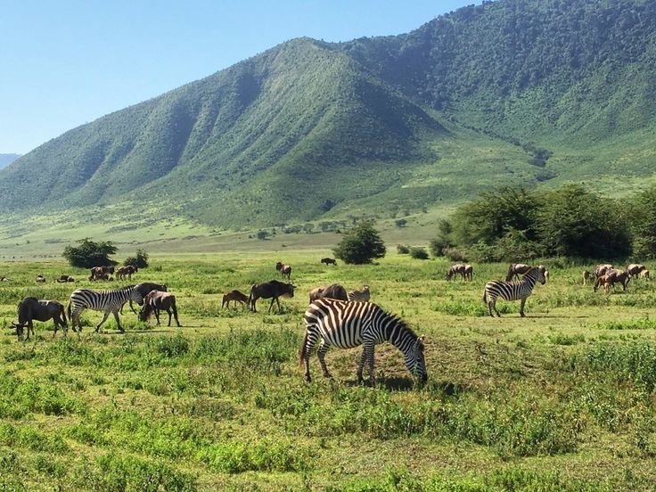 Ngorongoro Crater Day Trip